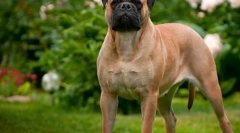 Bullmastiff (fotó): bátor védő és szeretetteljes egymás